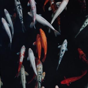 Meet your Posher, Hongyi